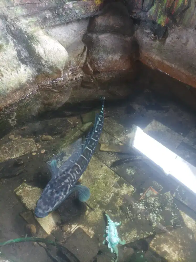 Ikan Gabus Tomang 75 cm