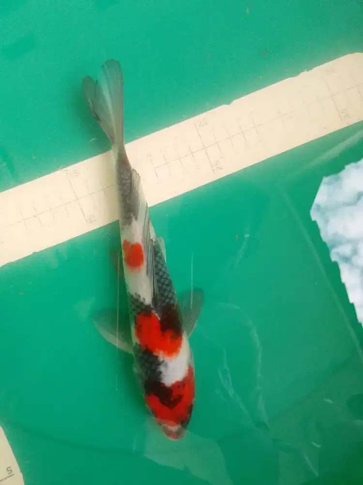 Ikan koi jenis Showa 30cm Warna Strong