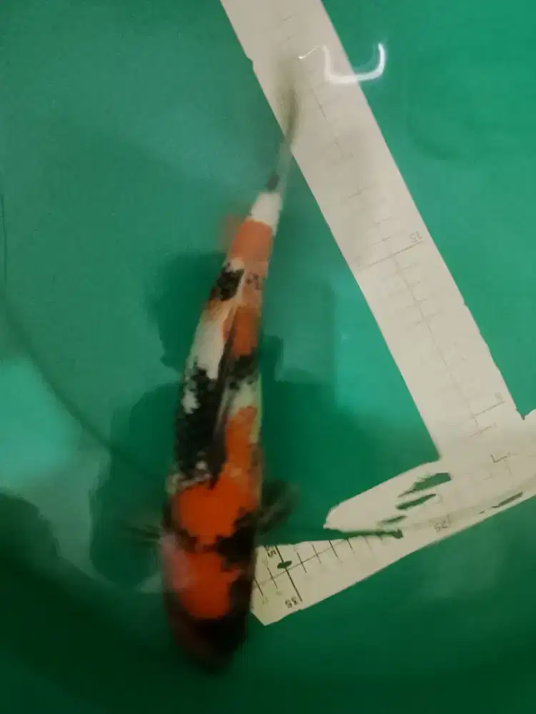 Ikan koi jenis Showa pola bagus 32cm