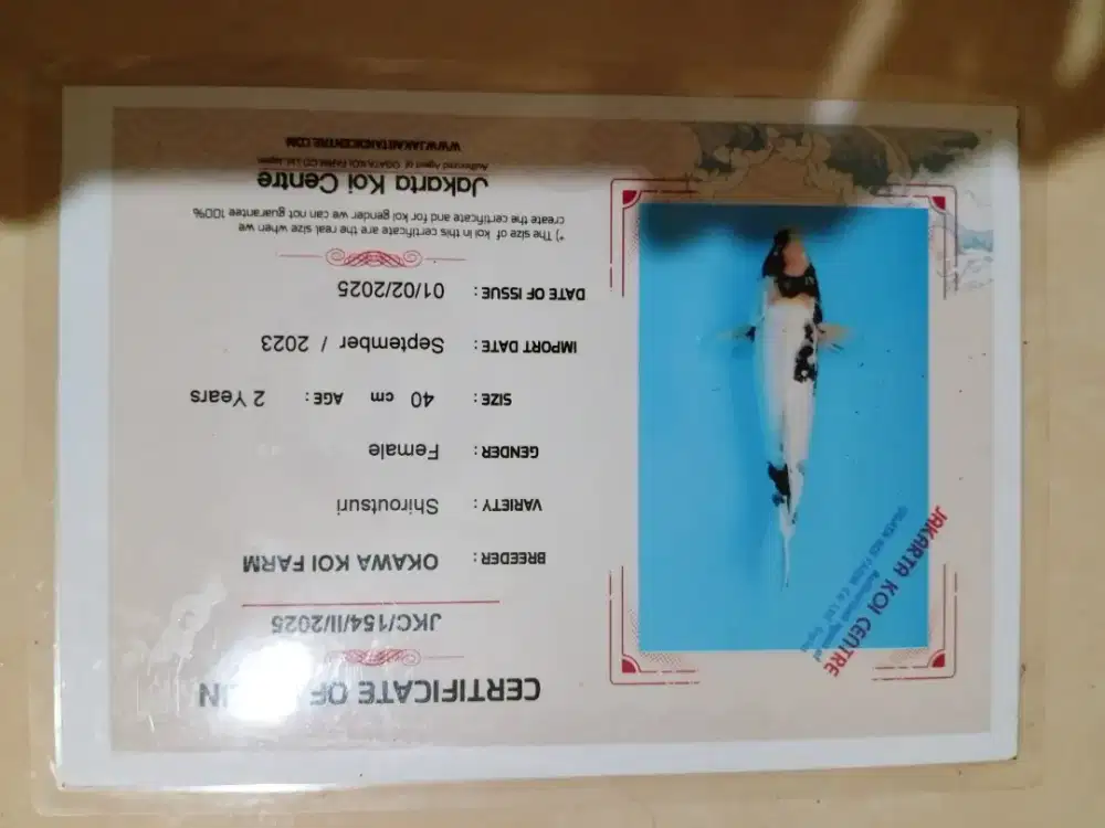 Ikan koi jenis Shiro import sertifikat 41cm