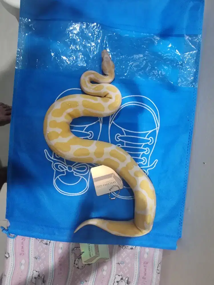 BP Albino Jantan Jinak