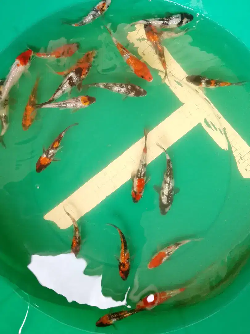 Ikan koi jenis Showa Ginrin 15cm