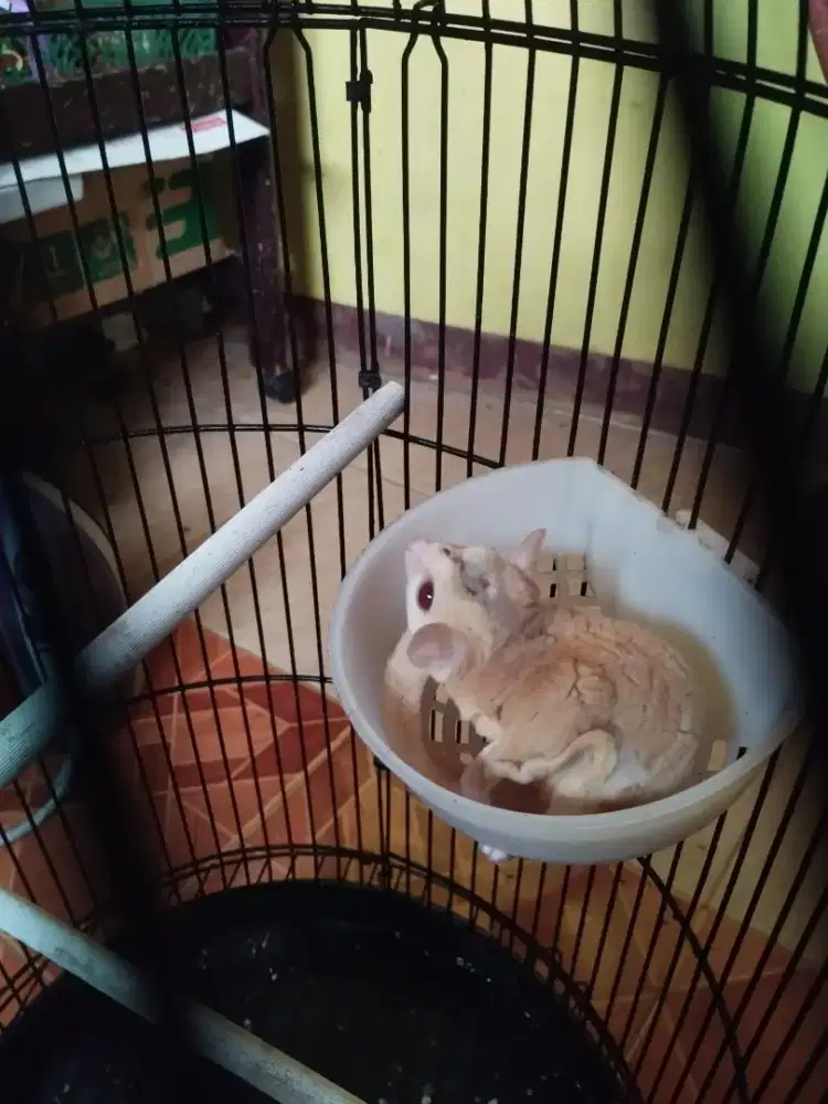 Sugar glider creamino jantan