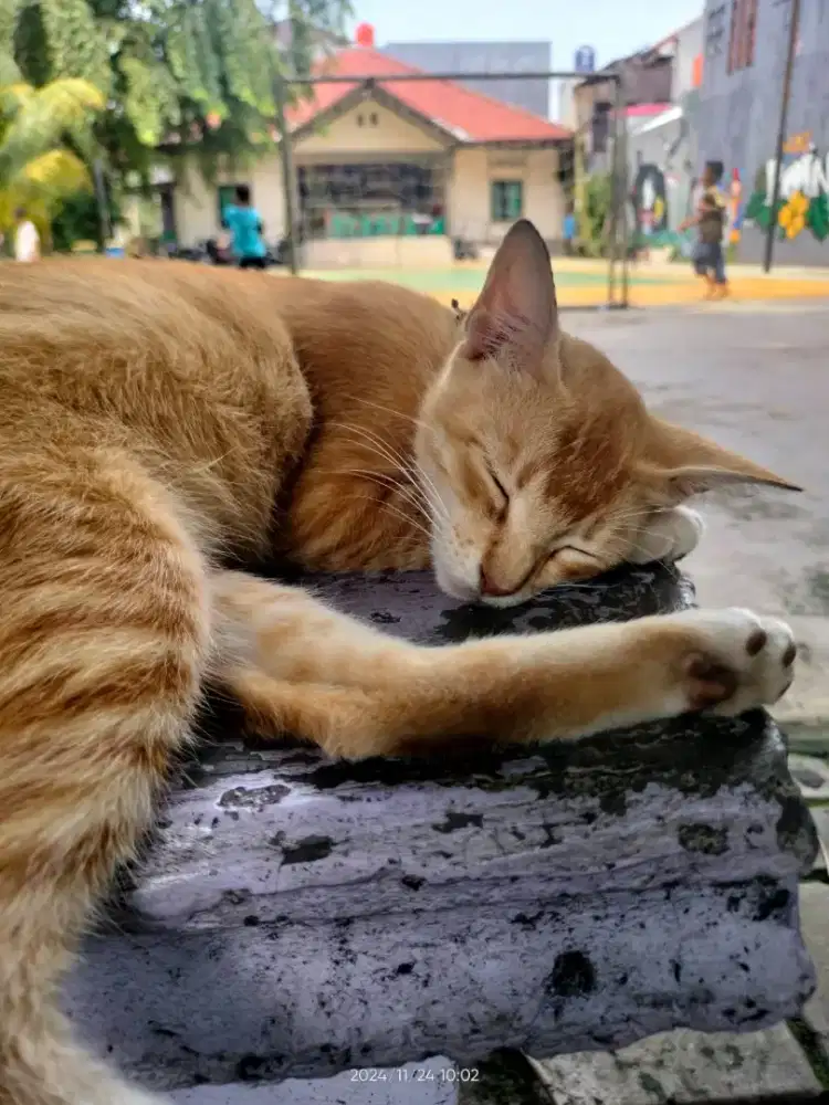 Cats excell for white gypsum