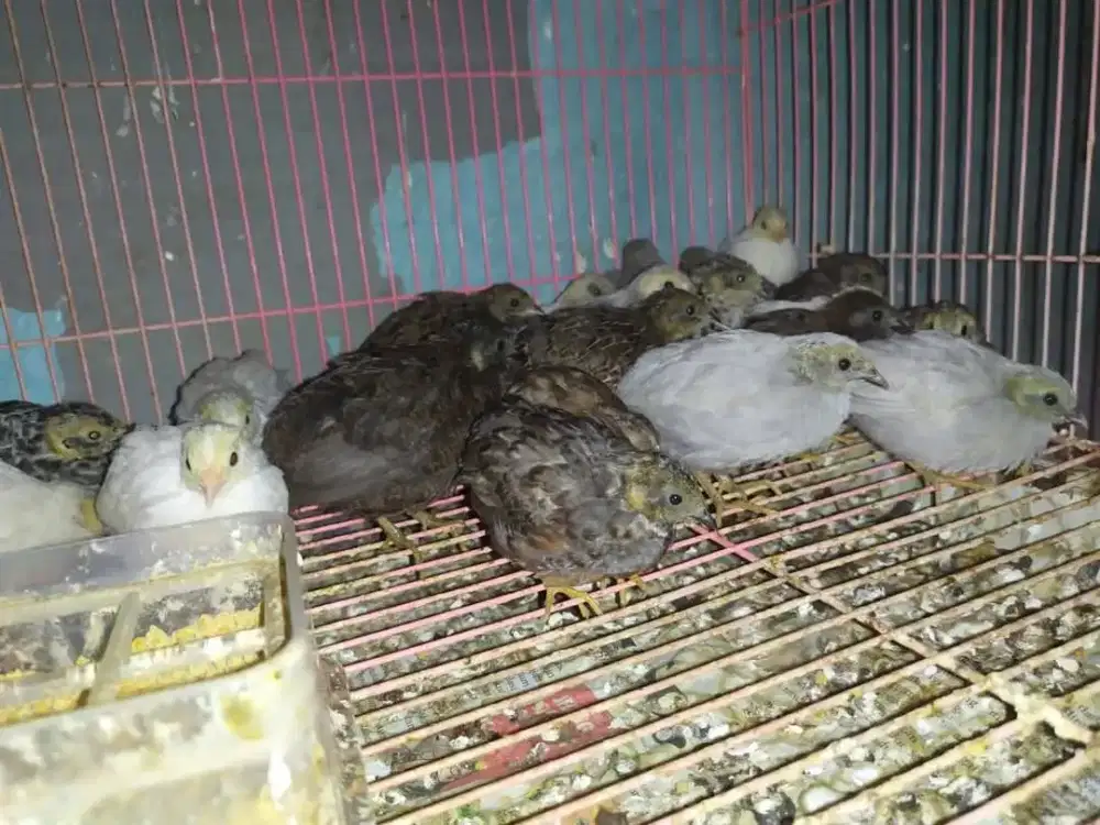 Puyuh hias batu 5 ekor remaja