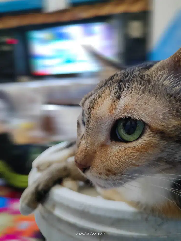 White cats Exxcel gypsum