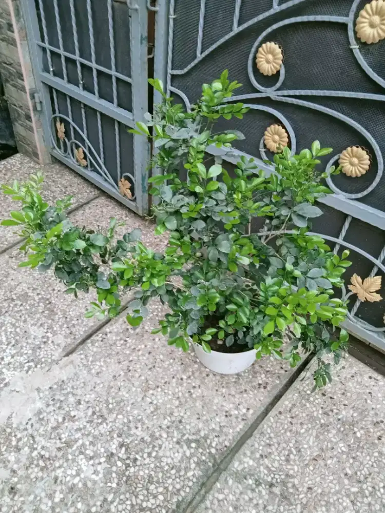 Tanaman Bunga Kemuning