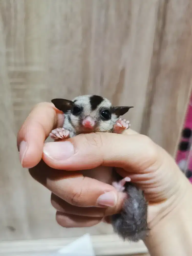 Sugar Glider JOY jantan dan betina ready