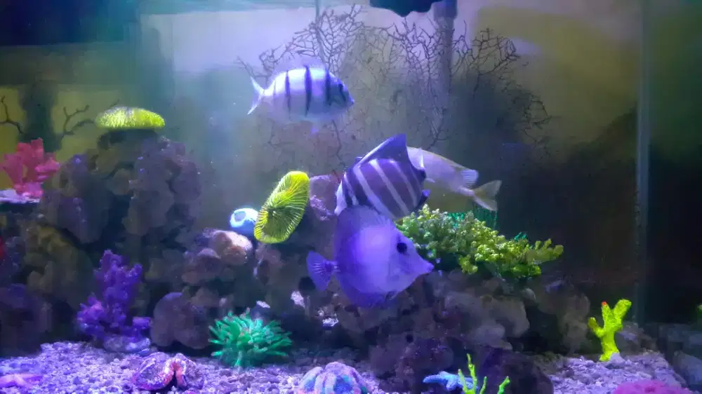 Aquarium air laut lengkap