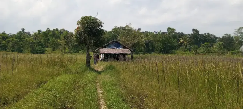 Tanah kebun strategis dijual murah