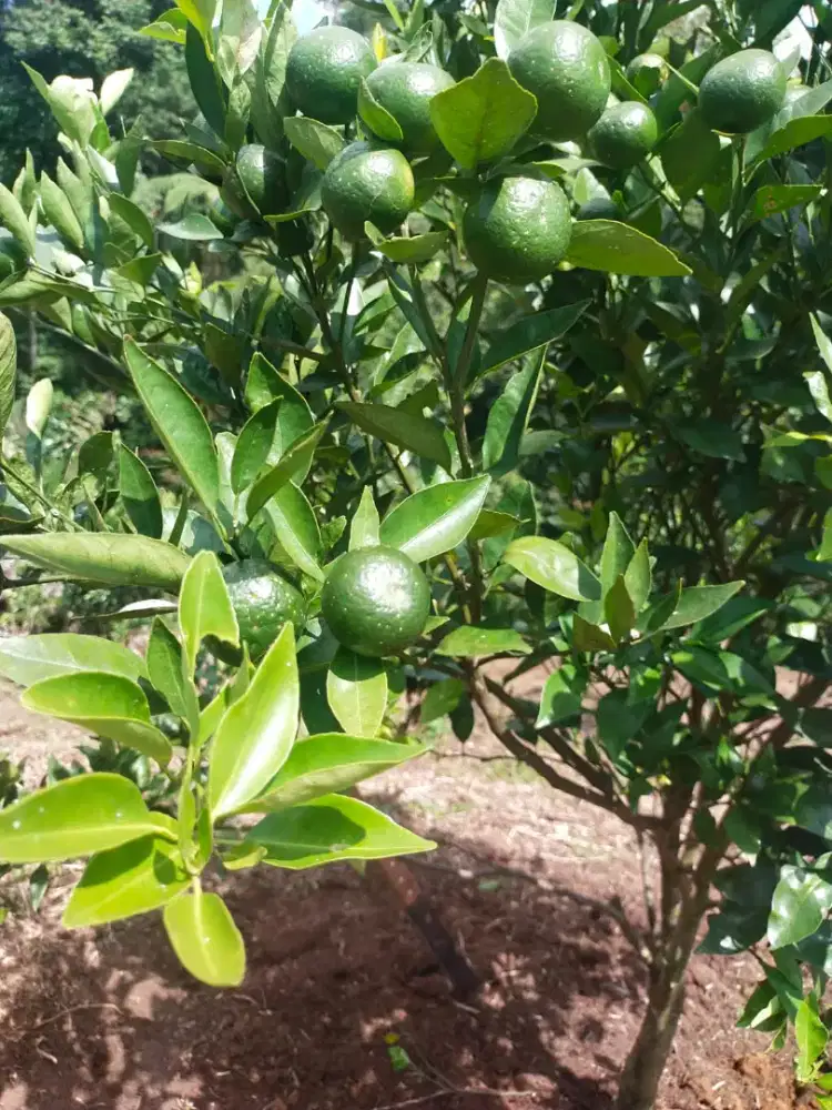 Dijual Tanah 2 Hektare -Ada Rumah, Sungai & 700 Pohon Jeruk