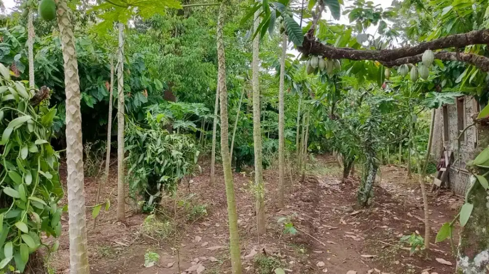 BISMILLAH DIJUAL TANAH 924 M² DI KAB. 50 KOTA