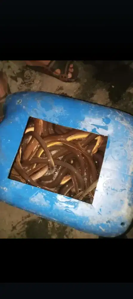 Belut sawah hidup segar