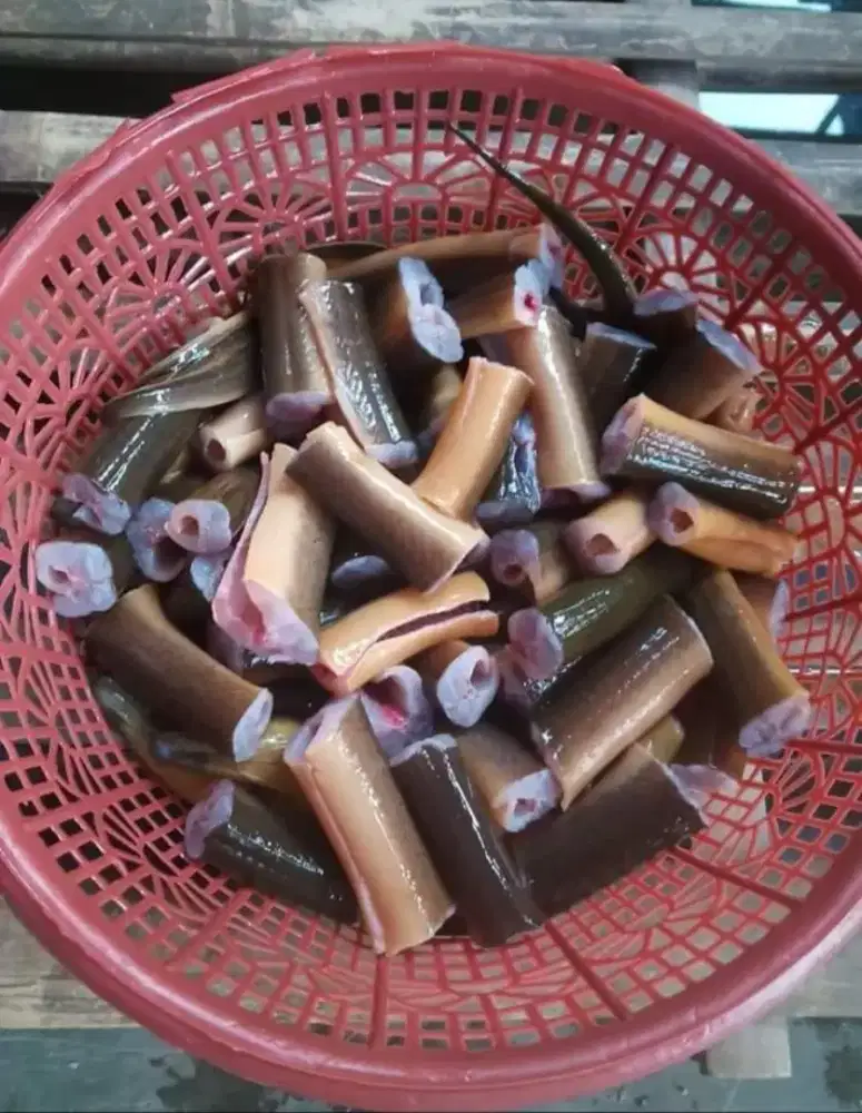 Belut sawah buat konsumsi