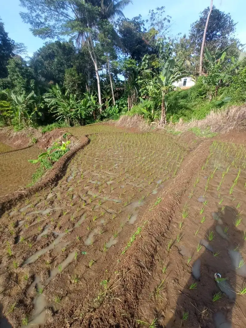 DIJUAL TANAH dan SAWAH