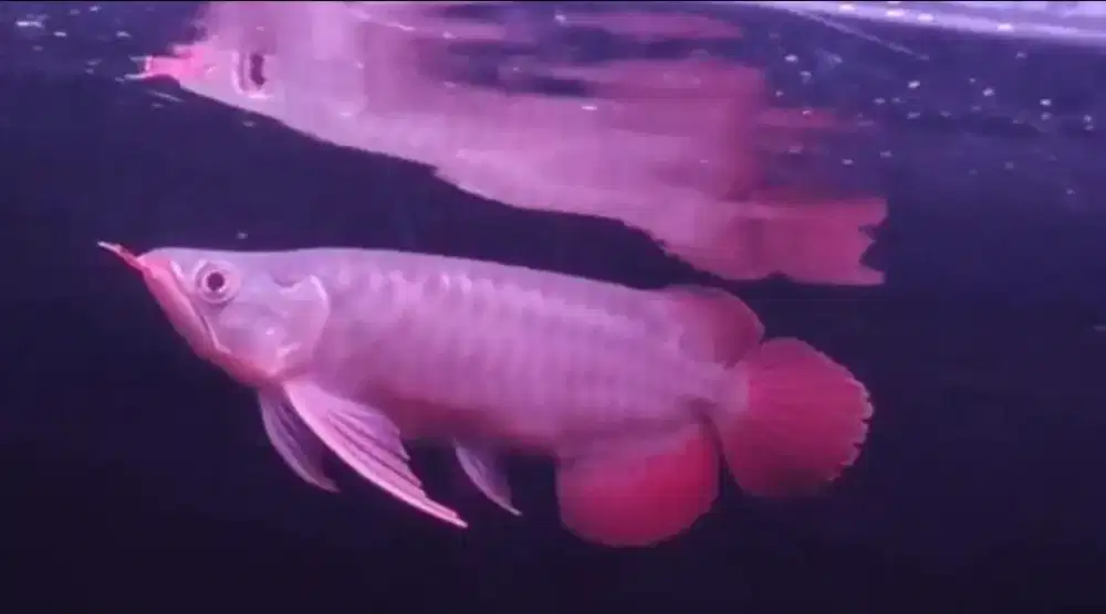 Ikan arwana super red