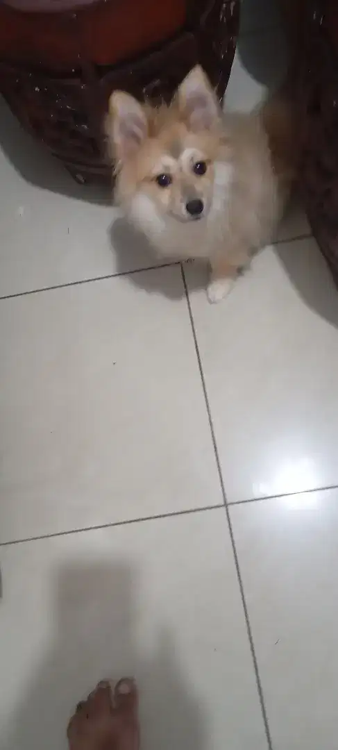 Mini Pom Jantan