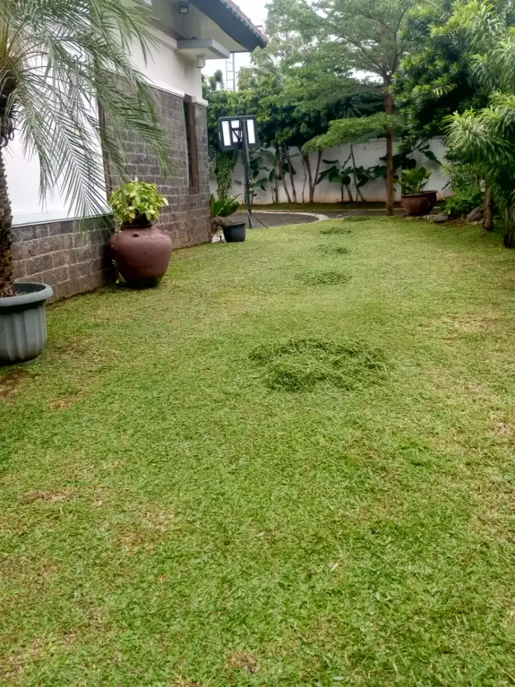 Potong rumput halaman dan kebun