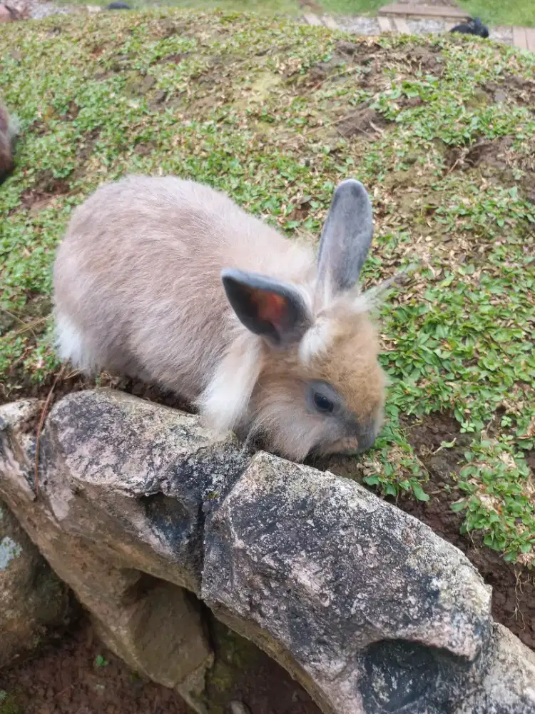 DI BUTUHKAN ART PULANG PERGI KELAPA GADING