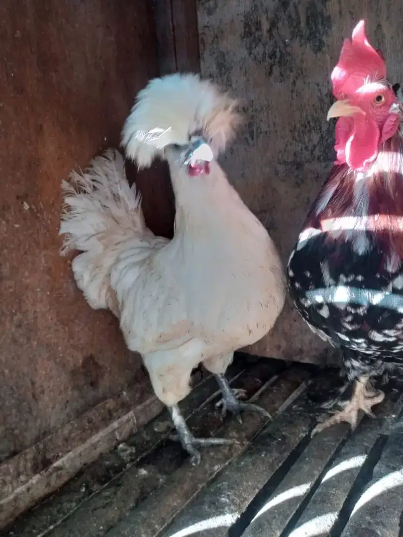 Sepasang ayam polandia
