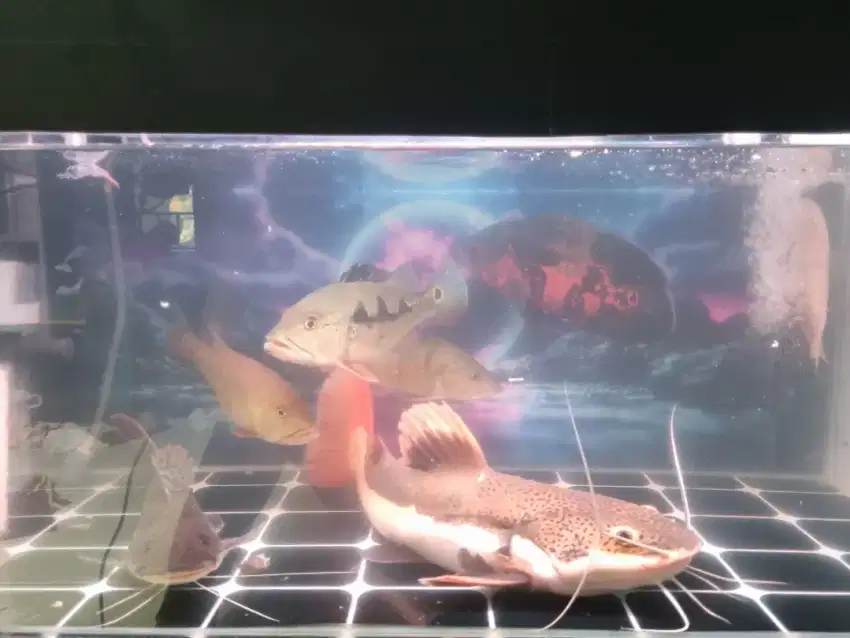 Ikan predator Rtc