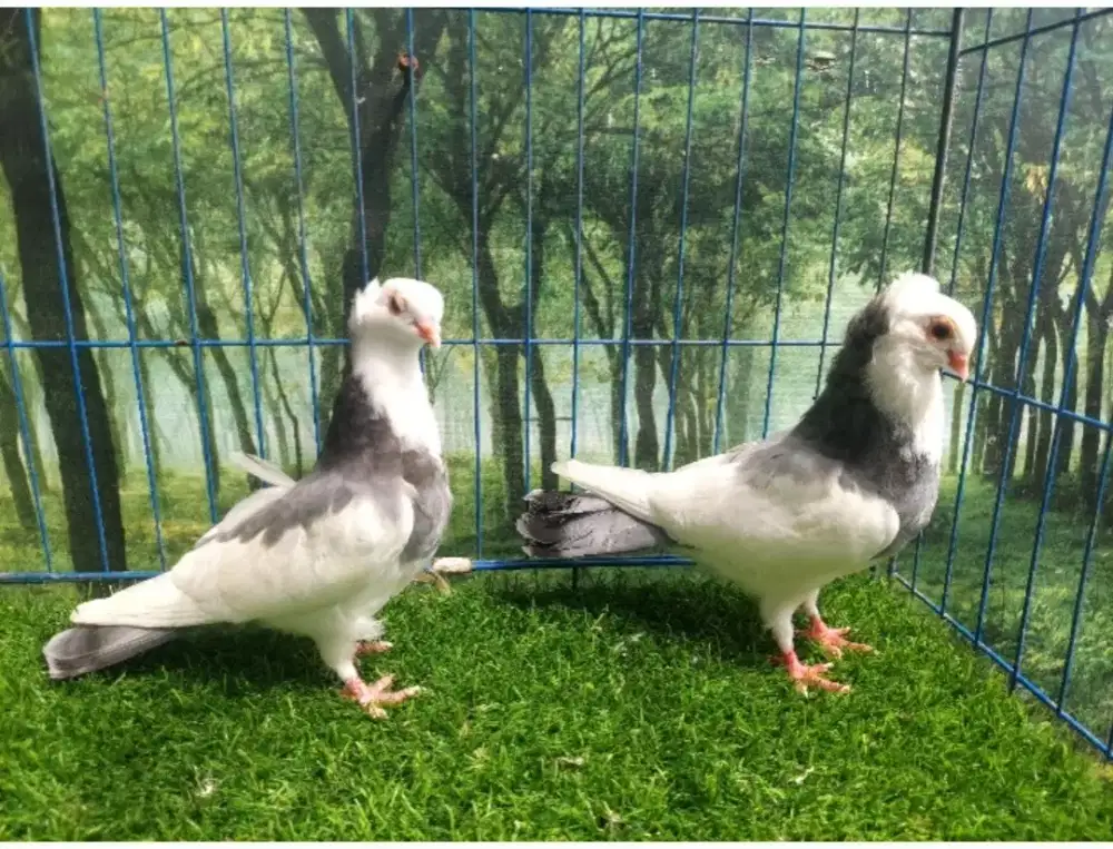 Merpati Hias FELEGYHAZER SEPASANG REMAJAAN. #MERPATIHIAS