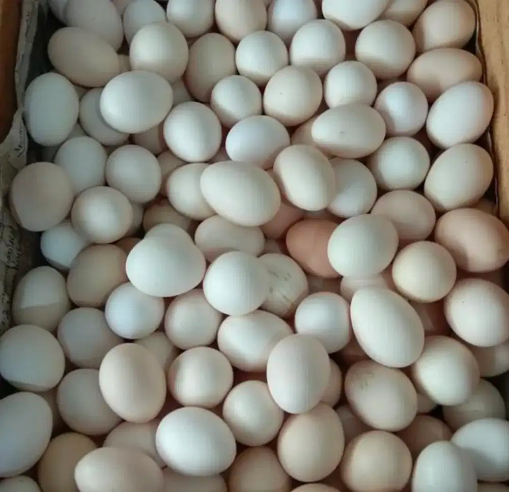Jual Telur Ayam Kampung Asli