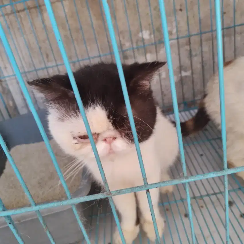 KUCING PEAKNOSE JANTAN