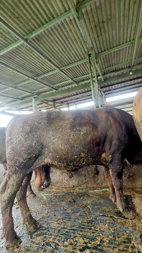 kambing / sapi qurban ternak sendiri