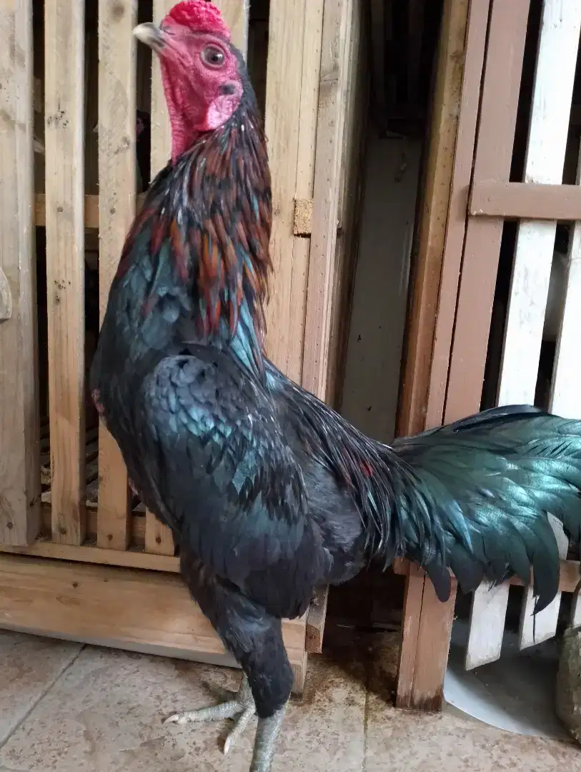 Ayam Bangkok Pama Black