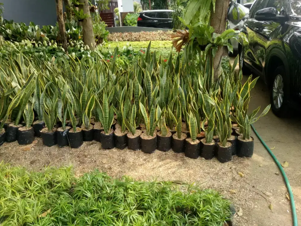 Sensivera / Tanaman Lidah Mertua