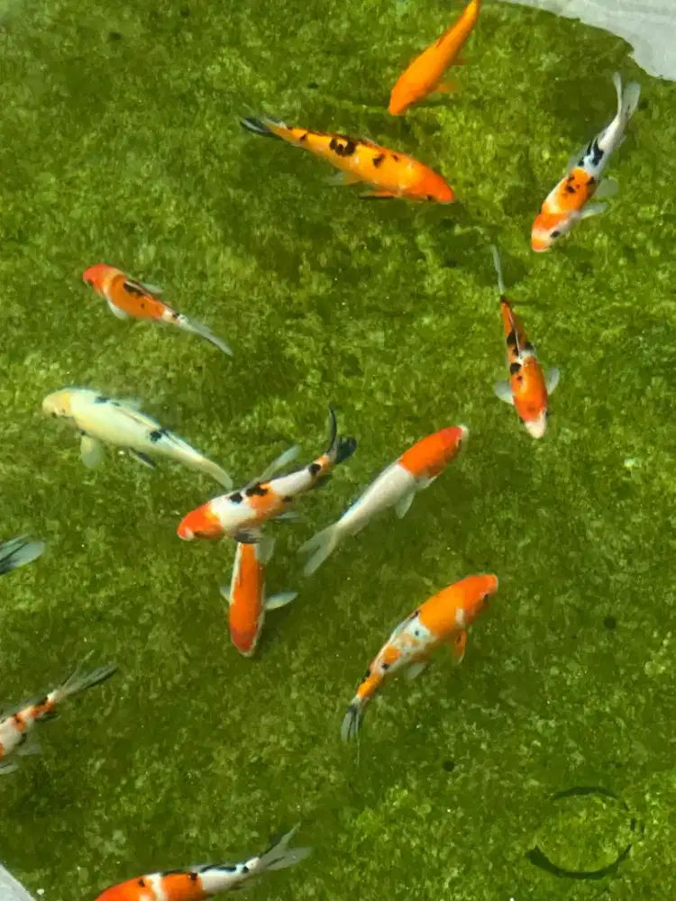 Ikan koi import jepang