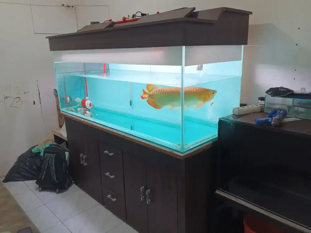 Arwana super red 60 cm