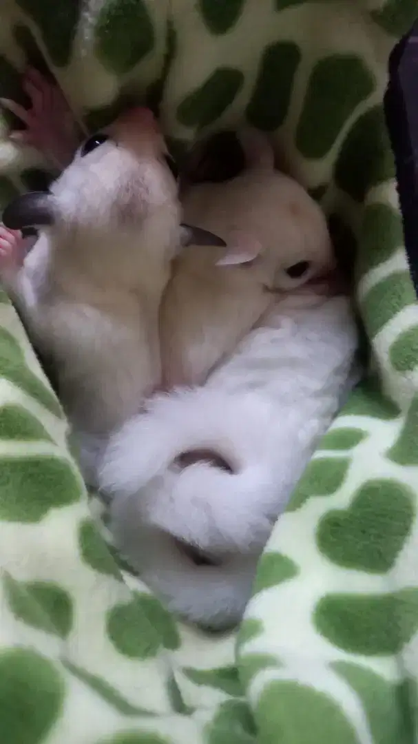Joey Sugar Glider Leucistic (Jantan).