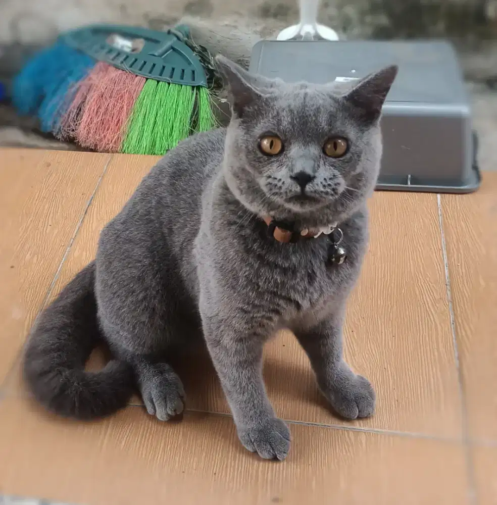 Kucing British shorthair BSH
