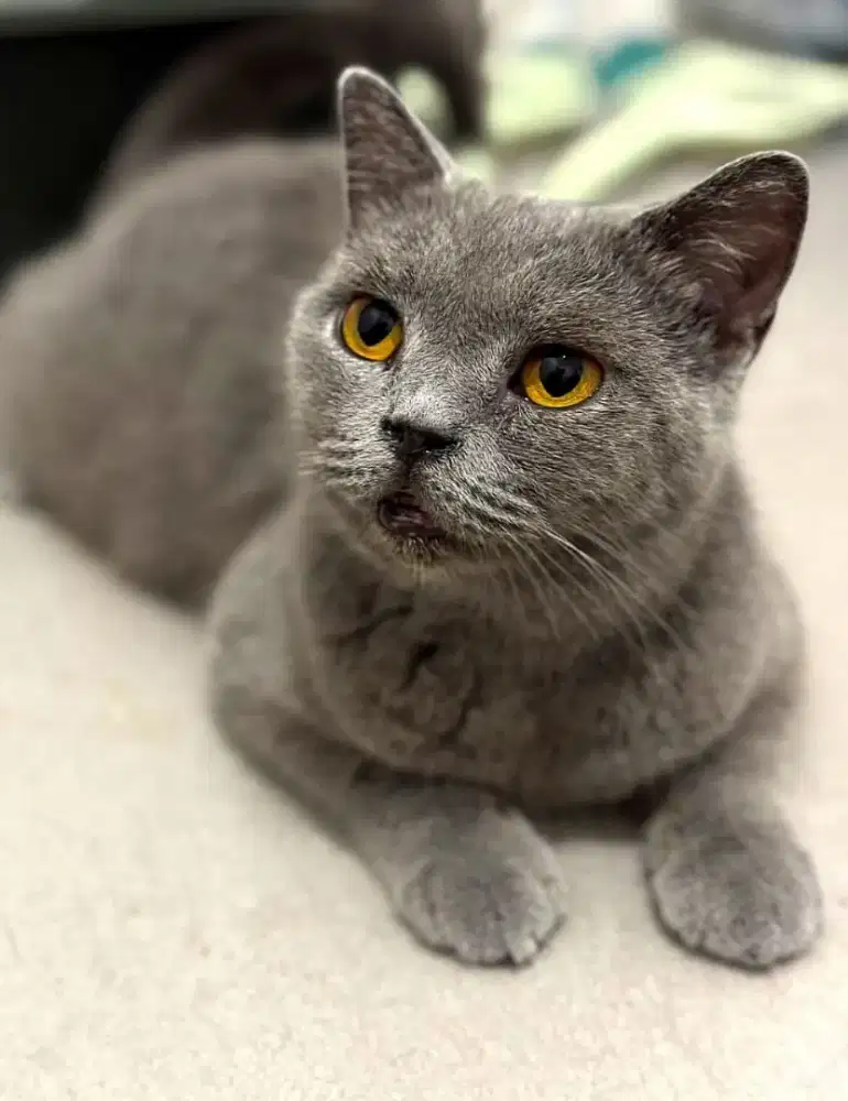 British short hair Blue Ped WCF