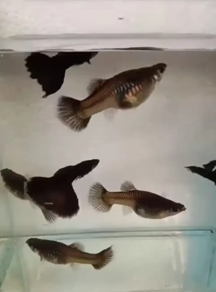 Gapi guppy black mosko sepasang remaja