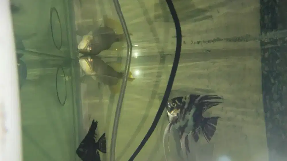 AROWANA RED BANJAR CERTIFICATE