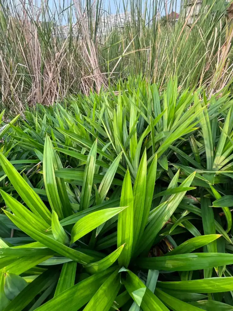 Daun pandan wangi