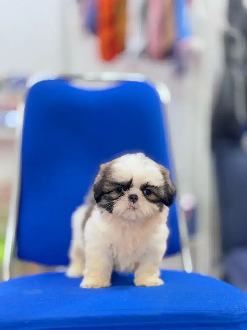 Shihtzu Betina Non Stambum