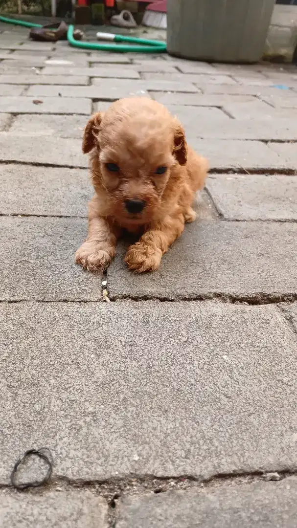 ANJING TOY POODLE JANTAN