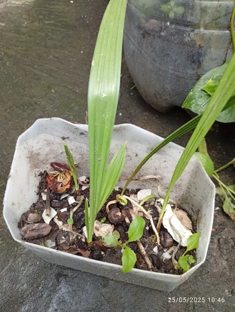 Tanaman kurma dari biji