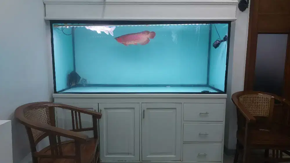 Aquarium full set + ikan arwana