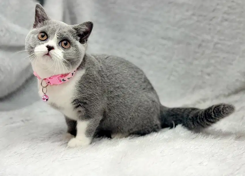 Kucing BSH Betina Bico Blue WCF