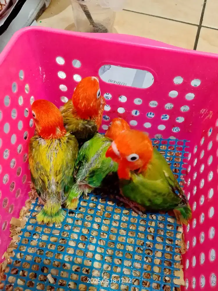 Lovebird Bio Ewing green dan bio green/Ino/pf