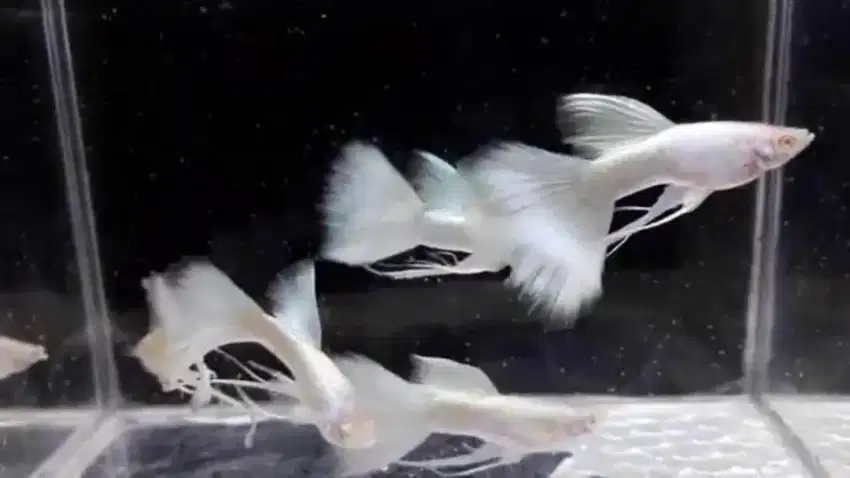 Guppy gapi ikan hias white platinum albino sepasang remaja