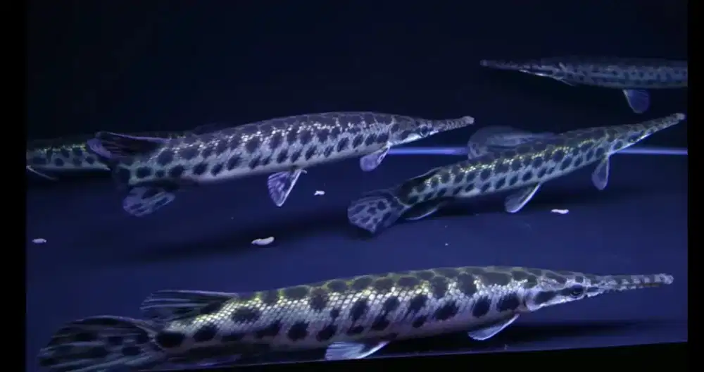 Ikan hias gar 25-35cm