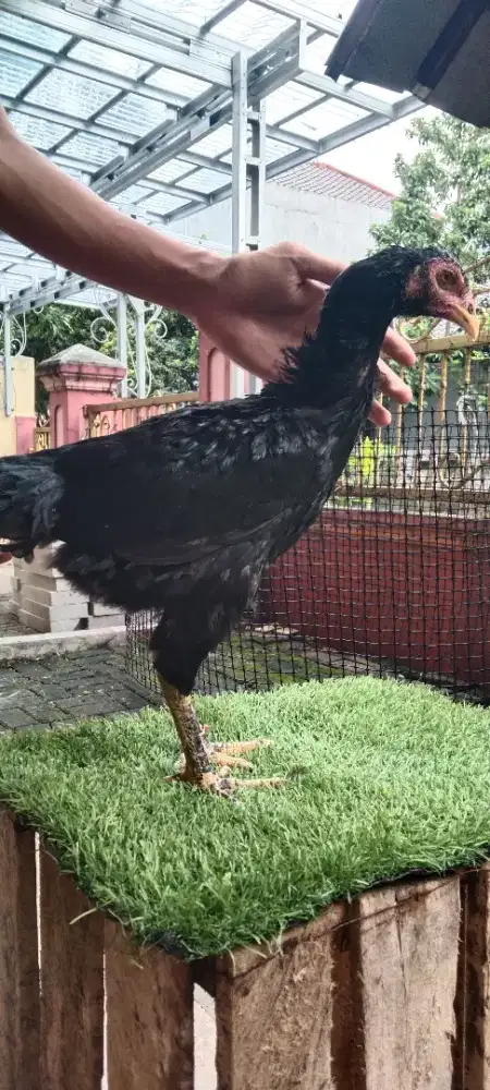 Ayam Betina Silangan Aseel Rajakhstan X Yokeeree X Saenlong