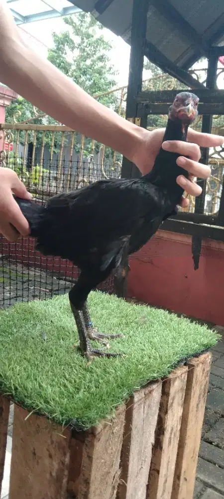 Ayam Betina Silangan Aseel Rajakhstan X Yokeeree X Saenlong