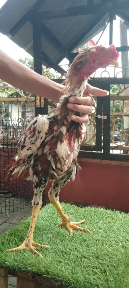 Ayam Silangan Aseel Rajahstan India x Yokeeree Usia 7 Bulan